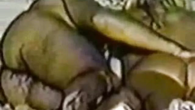 காலுறைகளில் ஒரு புலம்பும் பெண்ணின் ஆசனவாய்